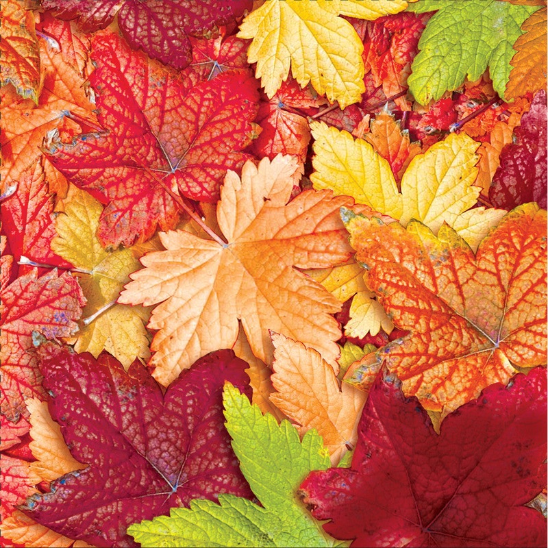 Forest Floor Beverage Napkins (16ct)