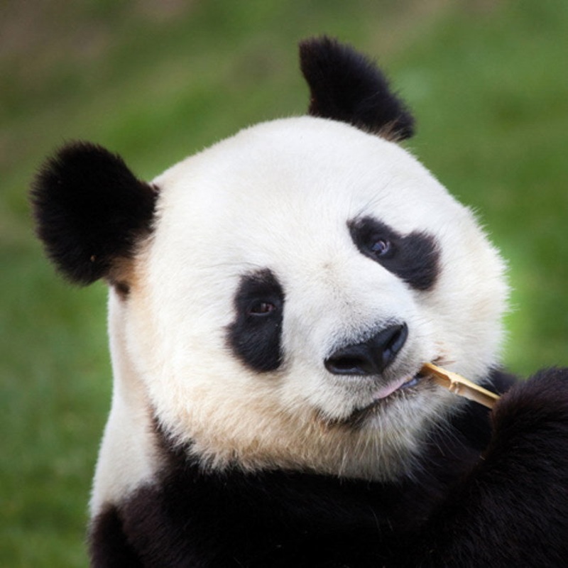 Panda Napkins Luxury 3 ply Pack of 20 Serviettes