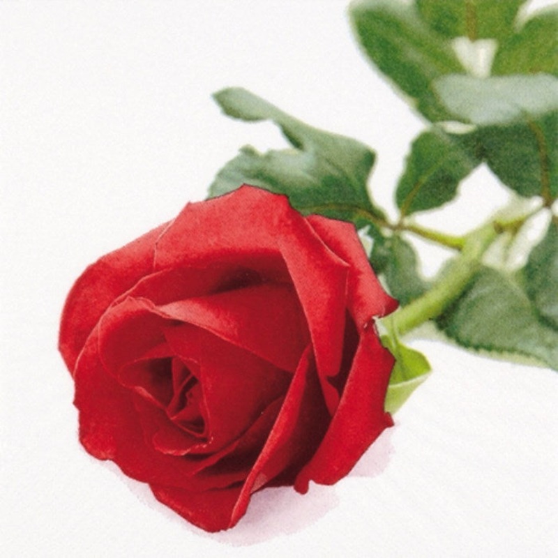 Red Rose Napkins | Serviettes Paper 3 ply Pack of 20