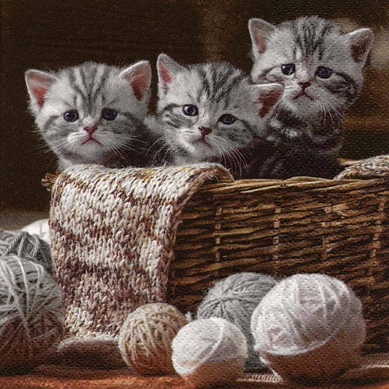 Cat Napkins Luxury 3 ply Pack of 20 Serviettes