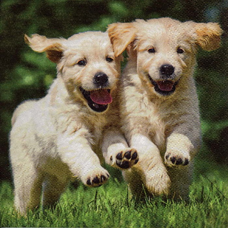 Dog Napkins Paper 3 ply Pack of 20 Serviettes