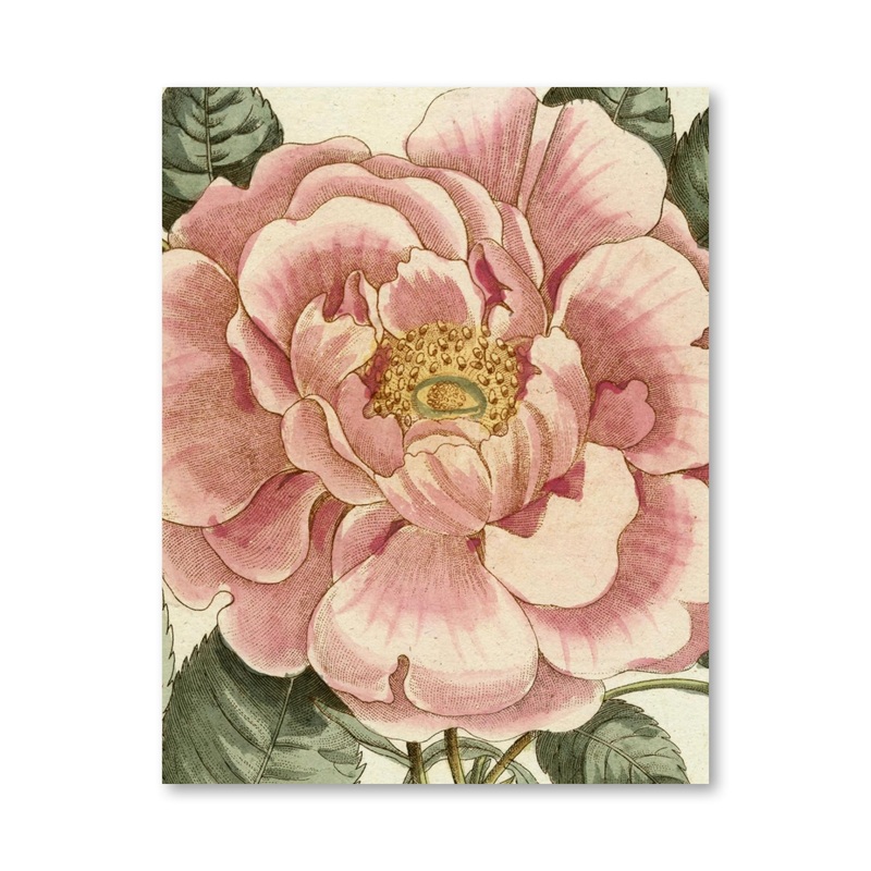 John Derian Picture Book II (Hardcover)