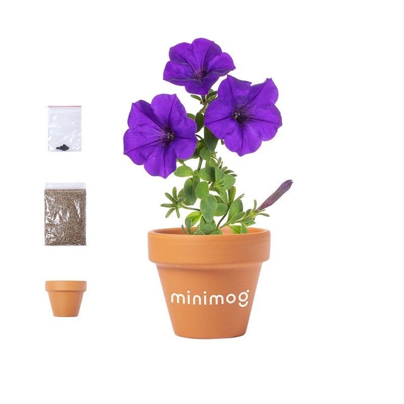 Terracotta Pot with Petunia Seeds